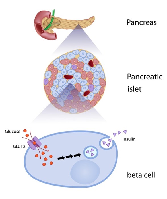 Figure A: The Pancreatic Command Center: Restoring Insulin Precision