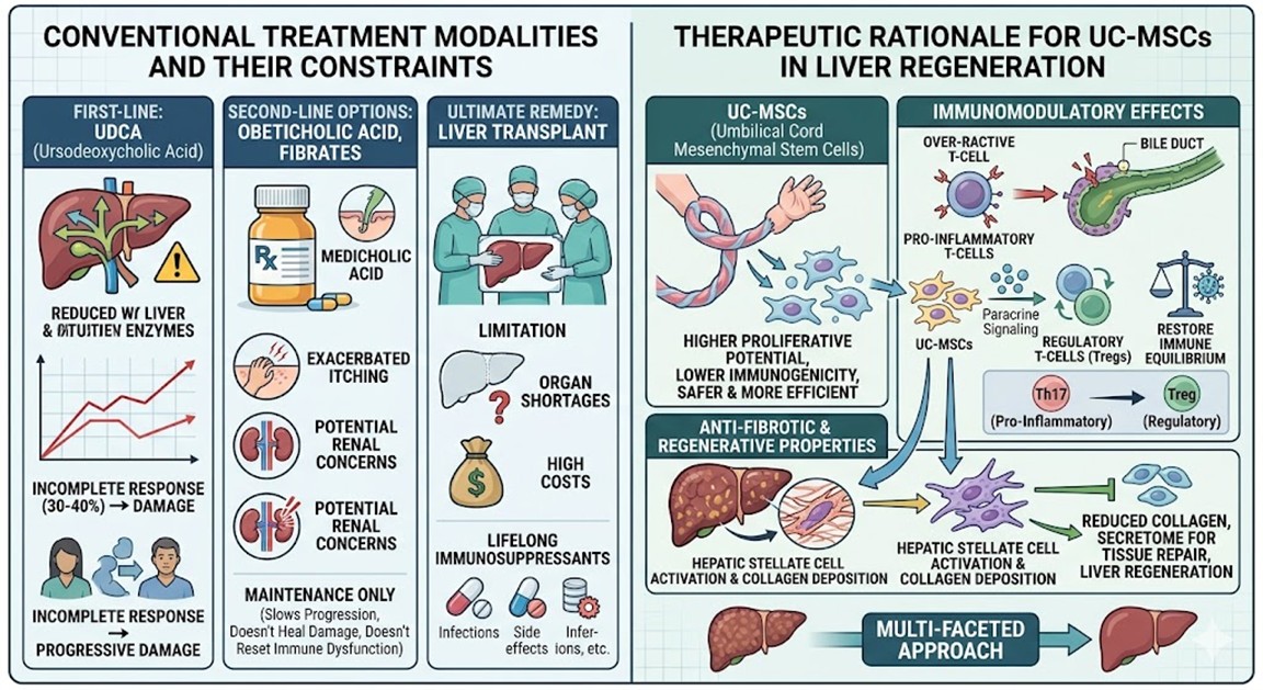 Figure 2: Conventional and Therapeutic Rationale for UC-MSCs in Liver Regeneration