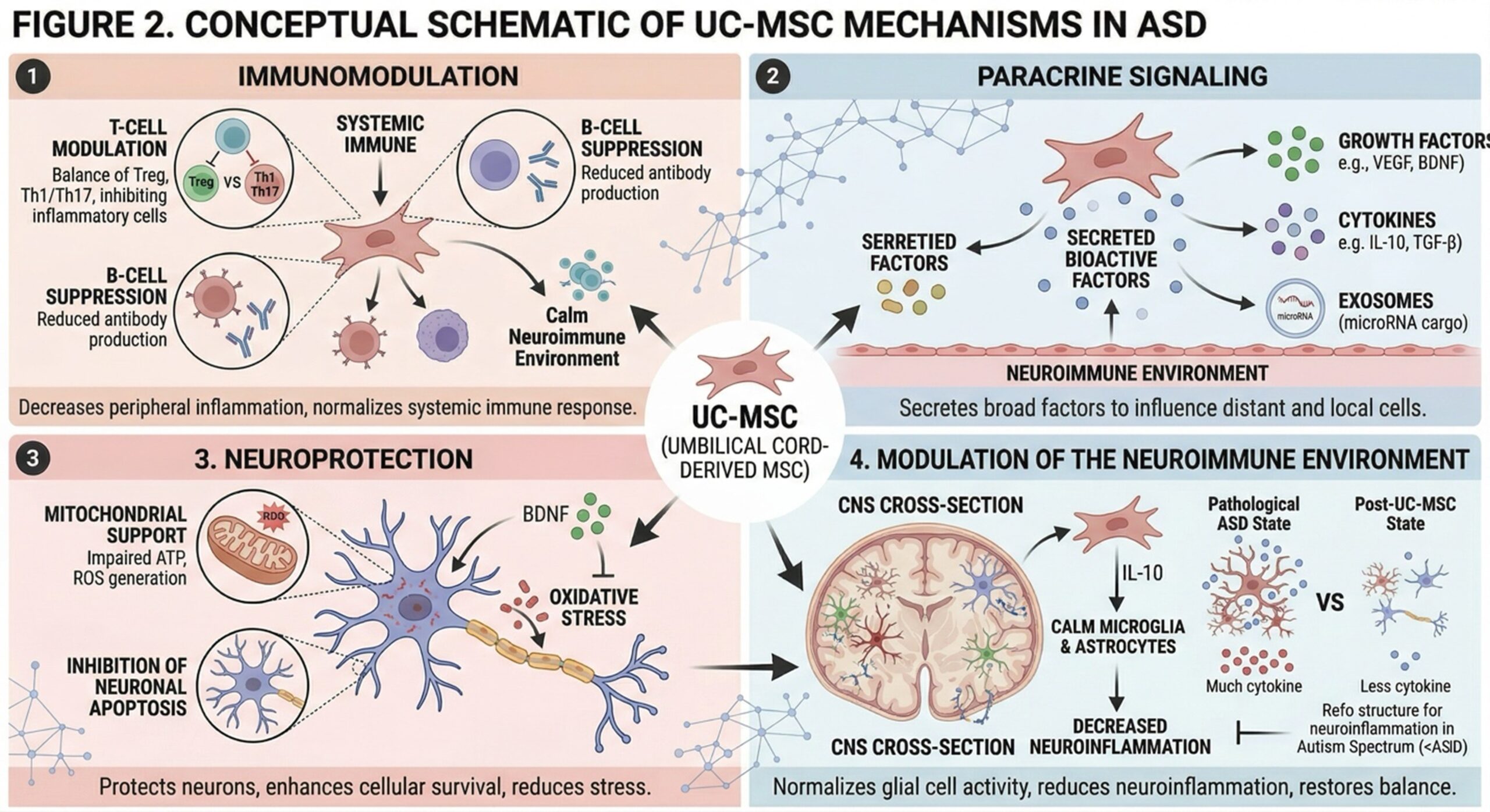 Figure 2. Conceptual schematic of UC-MSC mechanisms in ASD, illustrating immunomodulation, paracrine signaling, neuroprotection, and modulation of the neuroimmune environment.