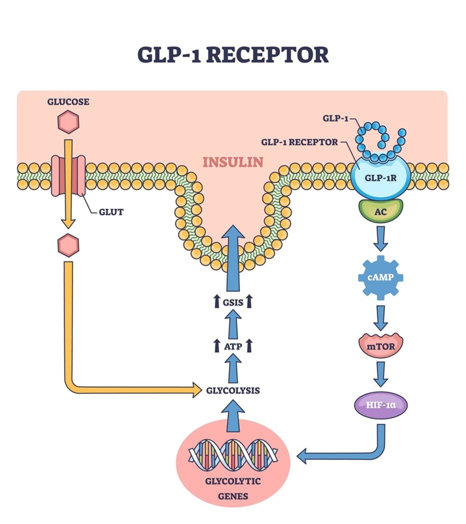 Figure D: The "Cooling Effect": Silencing Systemic Inflammation
