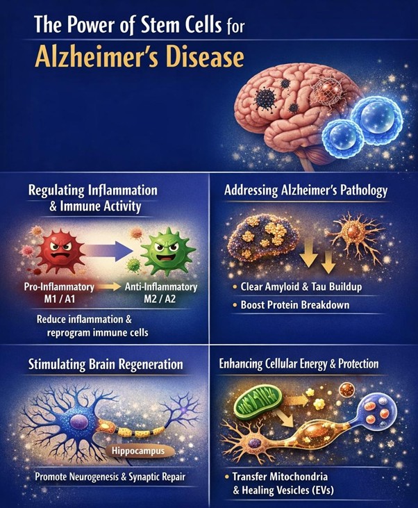 Figure A : Stem cells reduce inflammation, clear toxic proteins, promote neuron regeneration, and enhance energy support, helping protect and restore brain function in Alzheimer’s disease.