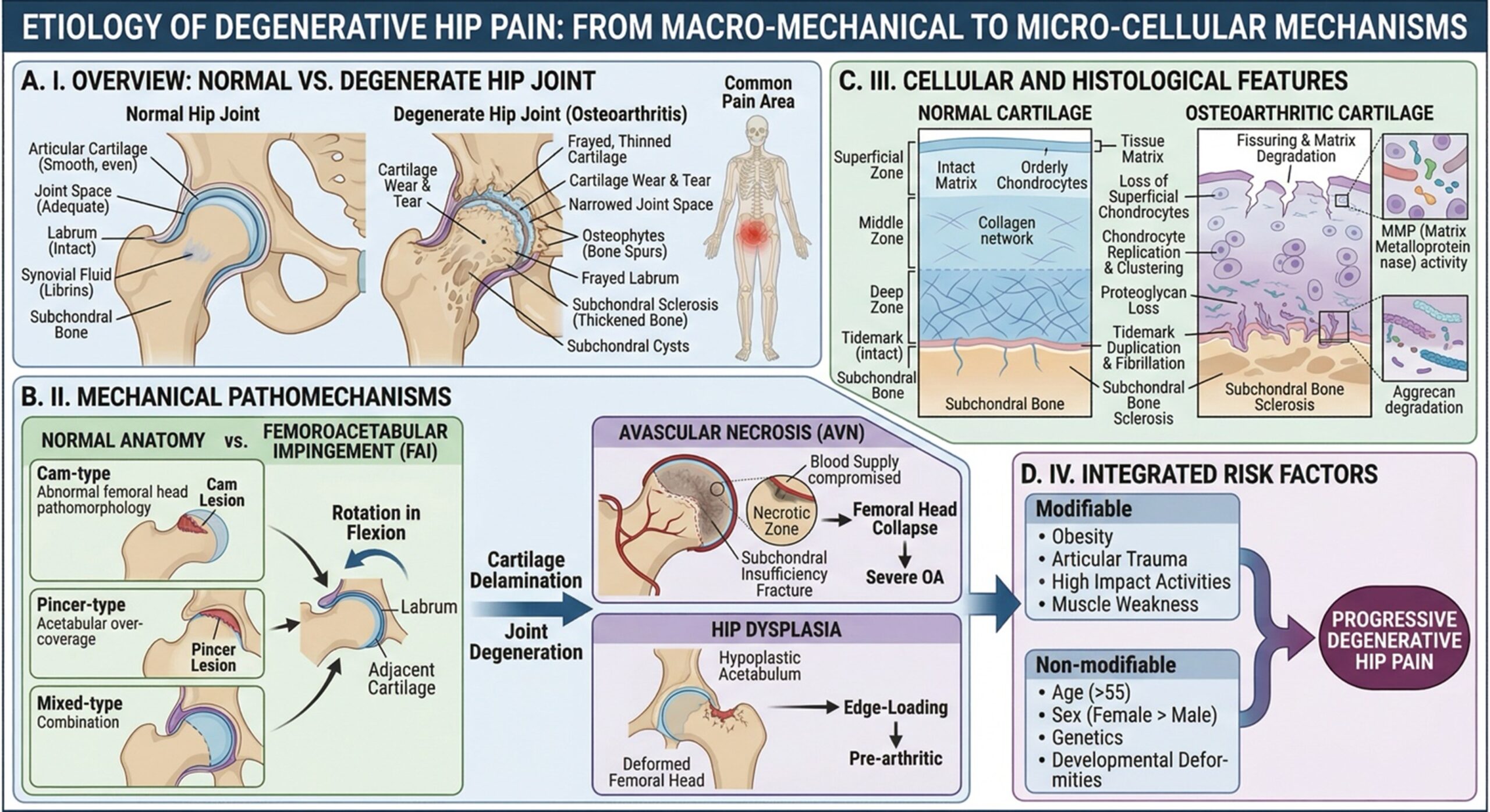 Figure 1: Etiology of Degenerative Hip Pain: From Macro-Mechanical to Micro-Cellular Mechanisms