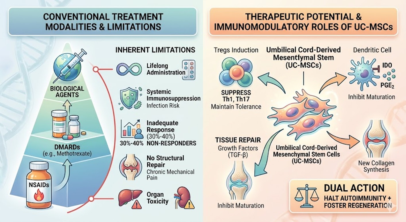 Figure 2: Conventional Limitations and Therapeutic Potential and Immunomodulatory Roles of UC-MSCs