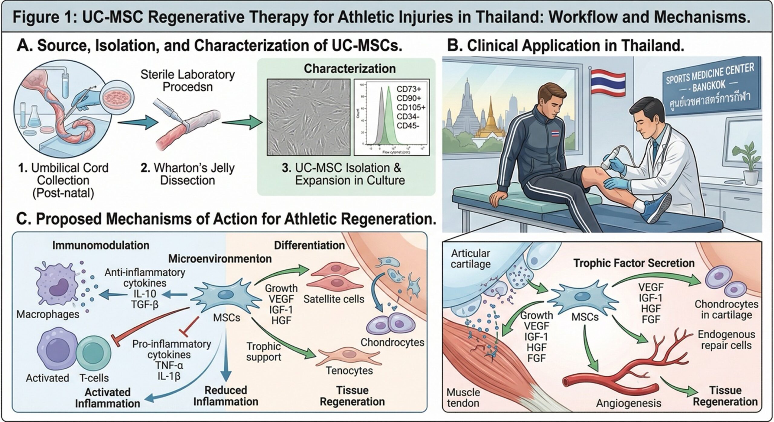 Figure 1: Stem Cell for Athletes with UC-MSCs in Thailand