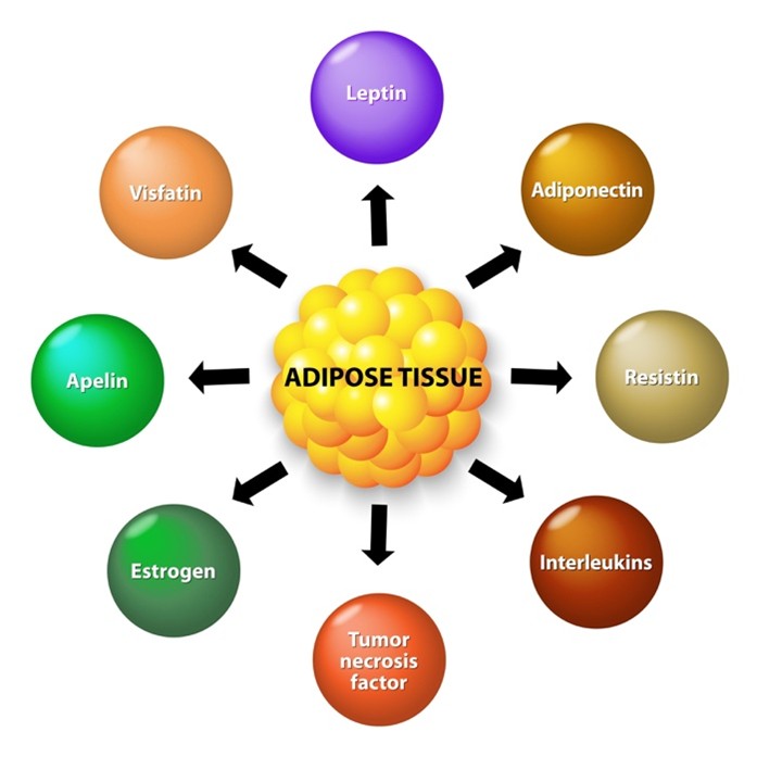 Figure C: Adipose Tissue: Turning "Sick Fat" into "Smart Fat"