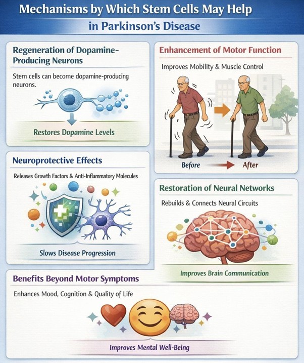 Figure A : Stem cell therapy may support Parkinson’s disease by regenerating dopamine neurons, improving motor function, protecting existing brain cells, rebuilding neural networks, and enhancing mood, cognition, and overall quality of life.