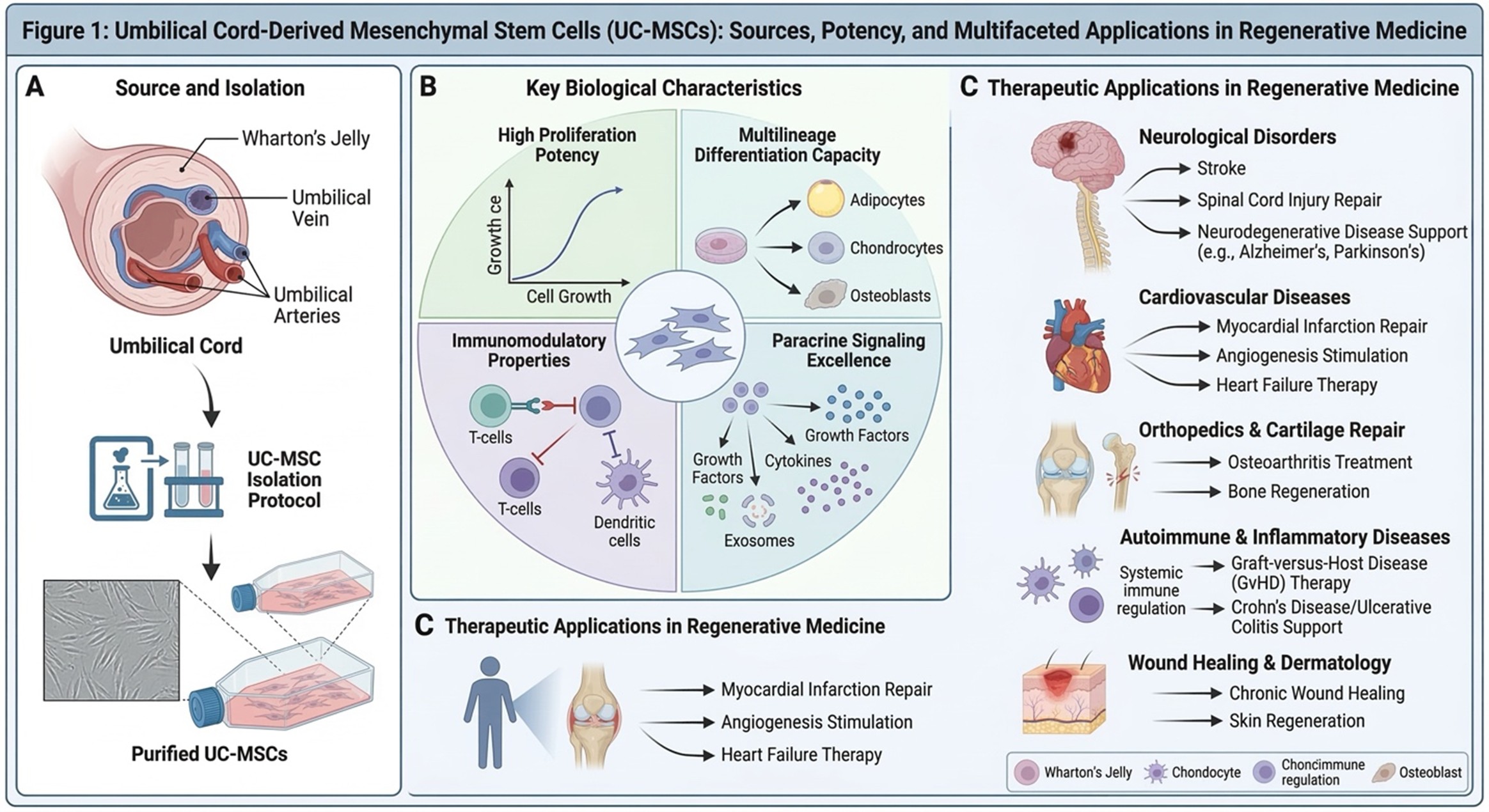 Figure 1: Overview of UC-MSC Source, Biological Potency, and Clinical Applications. (A) Isolation from umbilical cord Wharton’s jelly to obtain purified UC-MSCs. (B) Key biological traits: high proliferation, multilineage differentiation, immunomodulation, and paracrine signaling. (C) Broad therapeutic potential in regenerative medicine, including neurological, cardiovascular, and autoimmune treatments.
