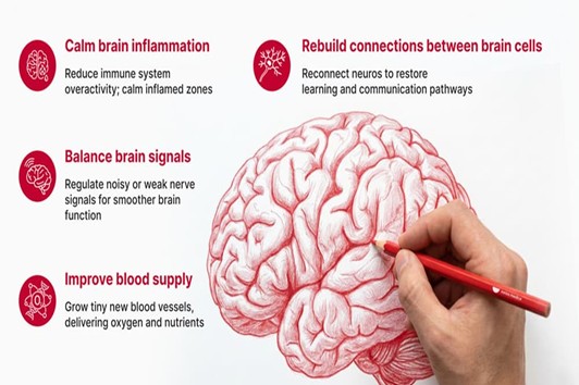 Figure 1: Stem cell for autism calm brain inflammation and support the body’s ability to rebuild neural pathways.