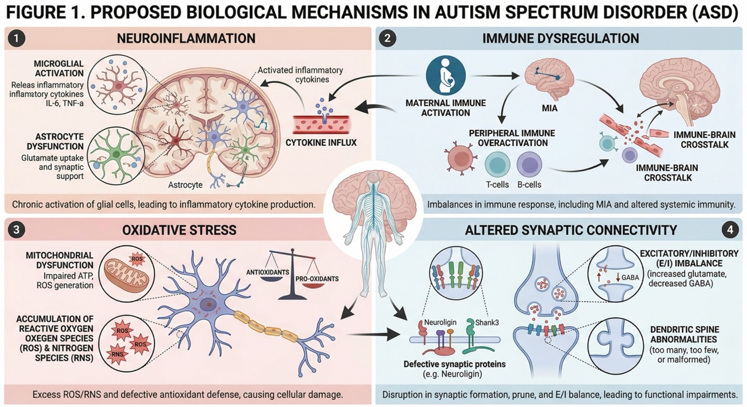Figure 1. Proposed biological mechanisms in autism spectrum disorder, including neuroinflammation, immune dysregulation, oxidative stress, and altered synaptic connectivity.