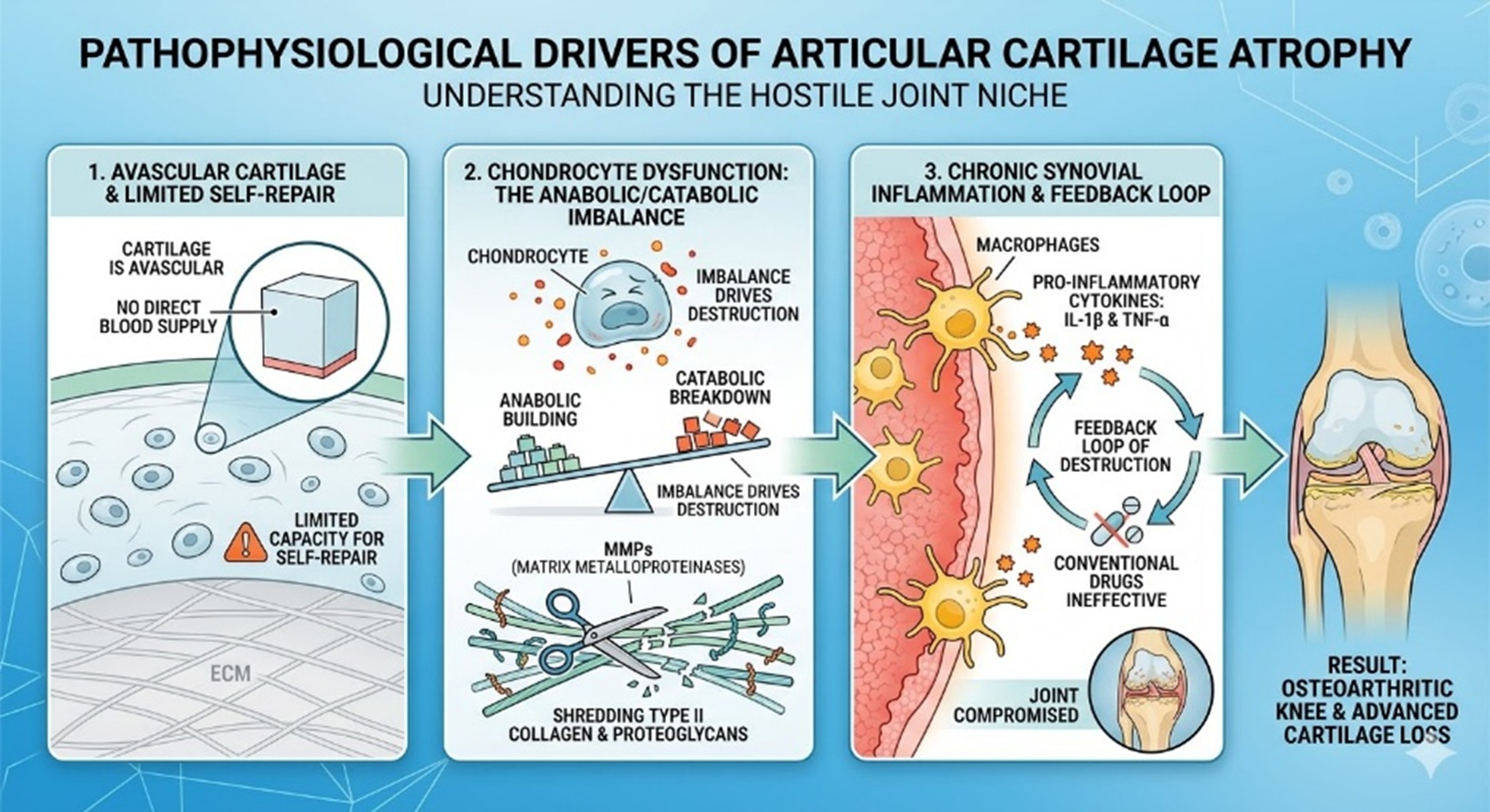 Figure 1: Pathophysiological Drivers of Articular Cartilage Atrophy