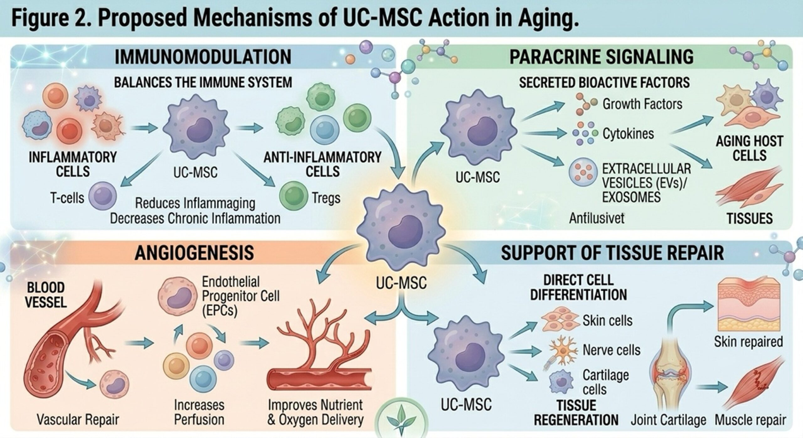 Figure 2: Proposed roles for UC-MSCs in aging (immunomodulation, paracrine signaling, angiogenesis and supporting tissue repair).