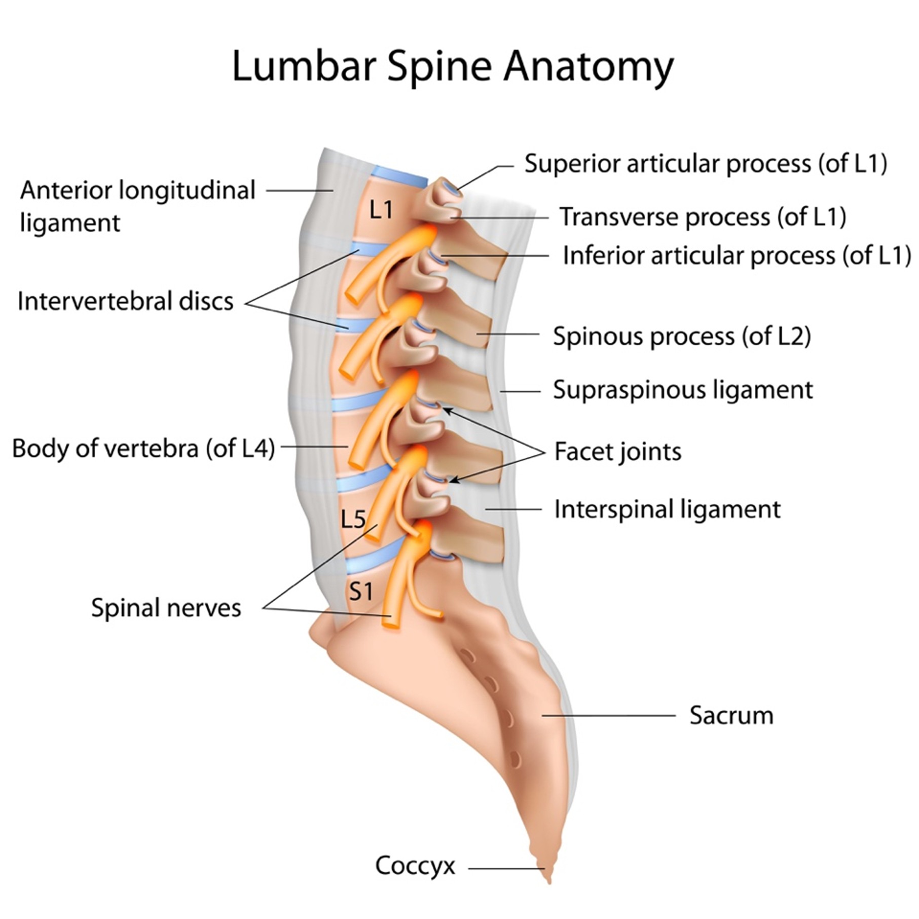 Figure 1: Pathophysiology and Clinical Challenges of Low Back Pain. (A) Common spinal etiologies, including degenerative disc disease, herniated discs, and facet joint osteoarthritis. (B) The diagnostic "mismatch" between radiological findings and clinical symptoms. (C) The biopsychosocial framework illustrating the interplay between biological tissue damage, psychological distress, and social factors in pain chronicity. (D) Multidisciplinary management pathways and the challenge of treatment variability.