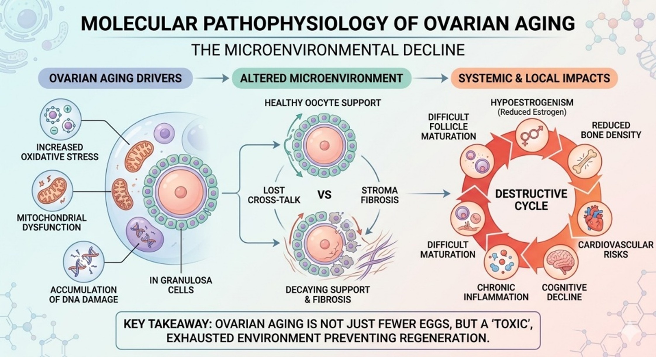 Figure 1: Molecular Pathophysiology of Ovarian Aging