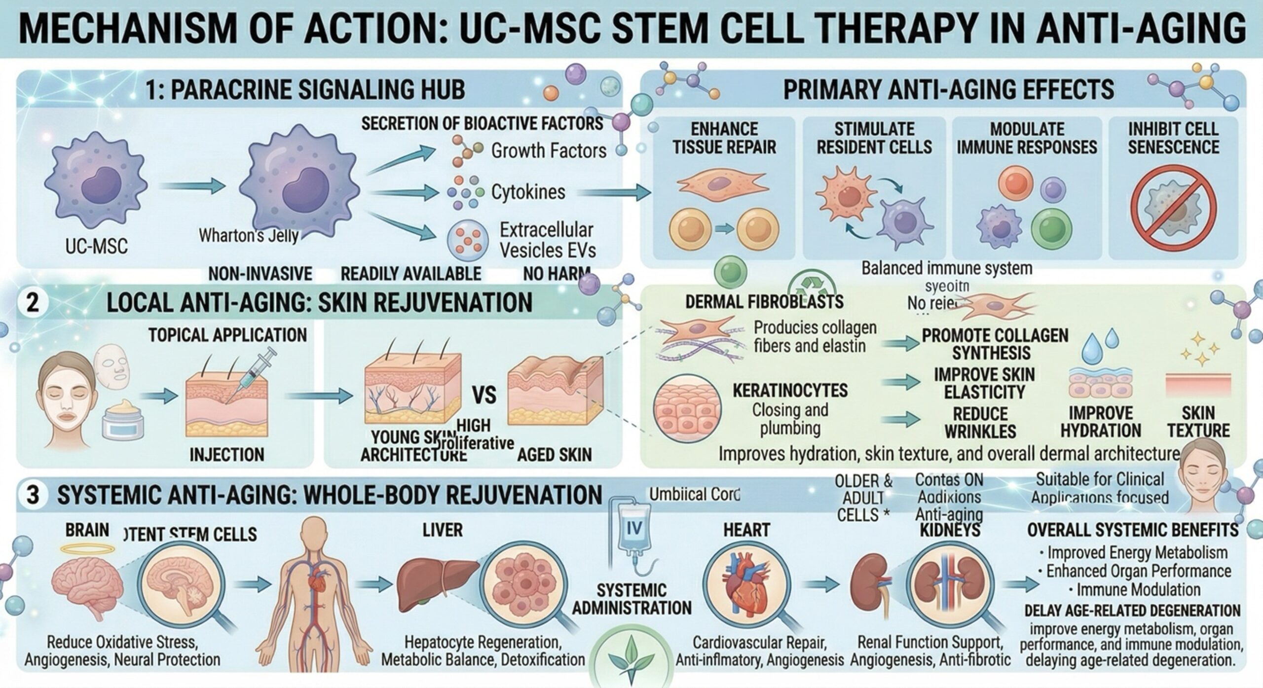 Figure 1: Mechanism of Action: UC-MSC Stem Cell Therapy in Anti-Aging