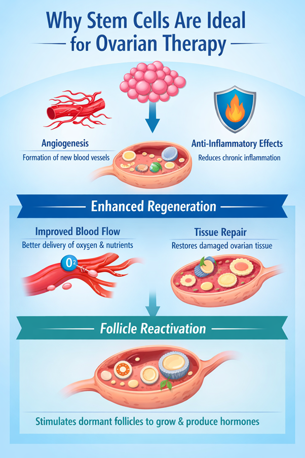 Figure A: Stem cells support ovarian therapy by enhancing blood flow, reducing inflammation, repairing tissue, and reactivating follicles to improve hormone production and function.