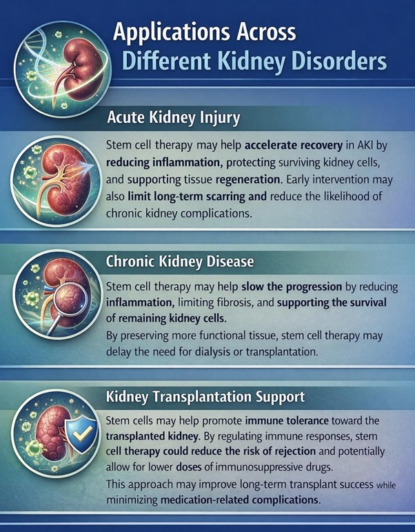 Figure A : Stem cell therapy may support kidney disorders by reducing inflammation, promoting regeneration, slowing disease progression, and improving transplant outcomes.