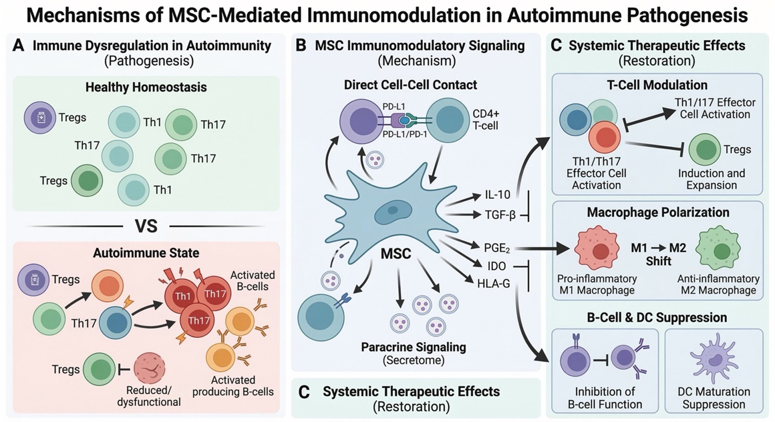 Figure 1: Mechanisms of MSC-Mediated Immunomodulation in Autoimmune Pathogenesis. (A) Contrast between healthy homeostasis and the autoimmune state, characterized by  expansion and  deficiency. (B) MSC immunomodulatory signaling via direct cell-to-cell contact (e.g., PD-L1/PD-1) and paracrine secretion of bioactive factors (, , , ). (C) Systemic therapeutic effects involving  modulation, -to-macrophage polarization, and the suppression of  and dendritic cell () functions to restore immune tolerance.