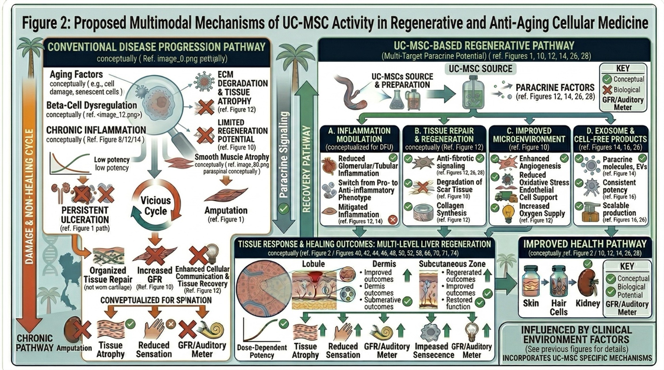Figure 2: Proposed Mechanistic Pathways of UC-MSC Activity in Regenerative and Anti-Aging Cellular Medicine