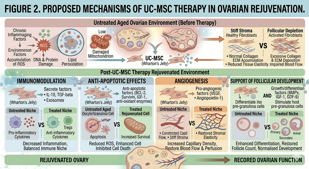 Figure 2: Proposed by way of action for mesenchymal stem cell (MSC) role in ovarian function which includes immunomodulation, anti-apoptotic actions, angiogenesis, and support of follicle development.
