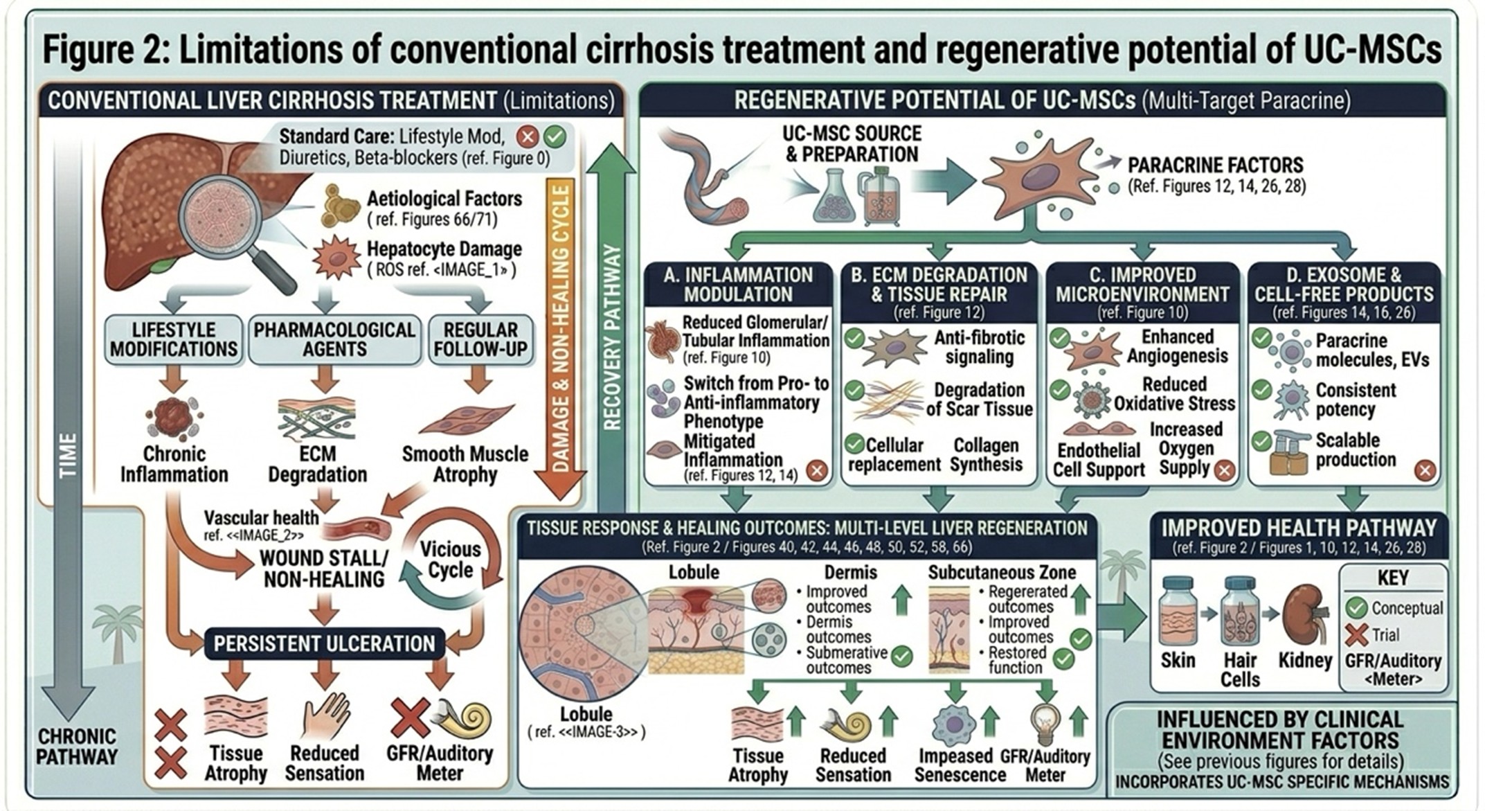 Figure 2: Limitations of conventional cirrhosis treatment and regenerative potential of UC-MSCs