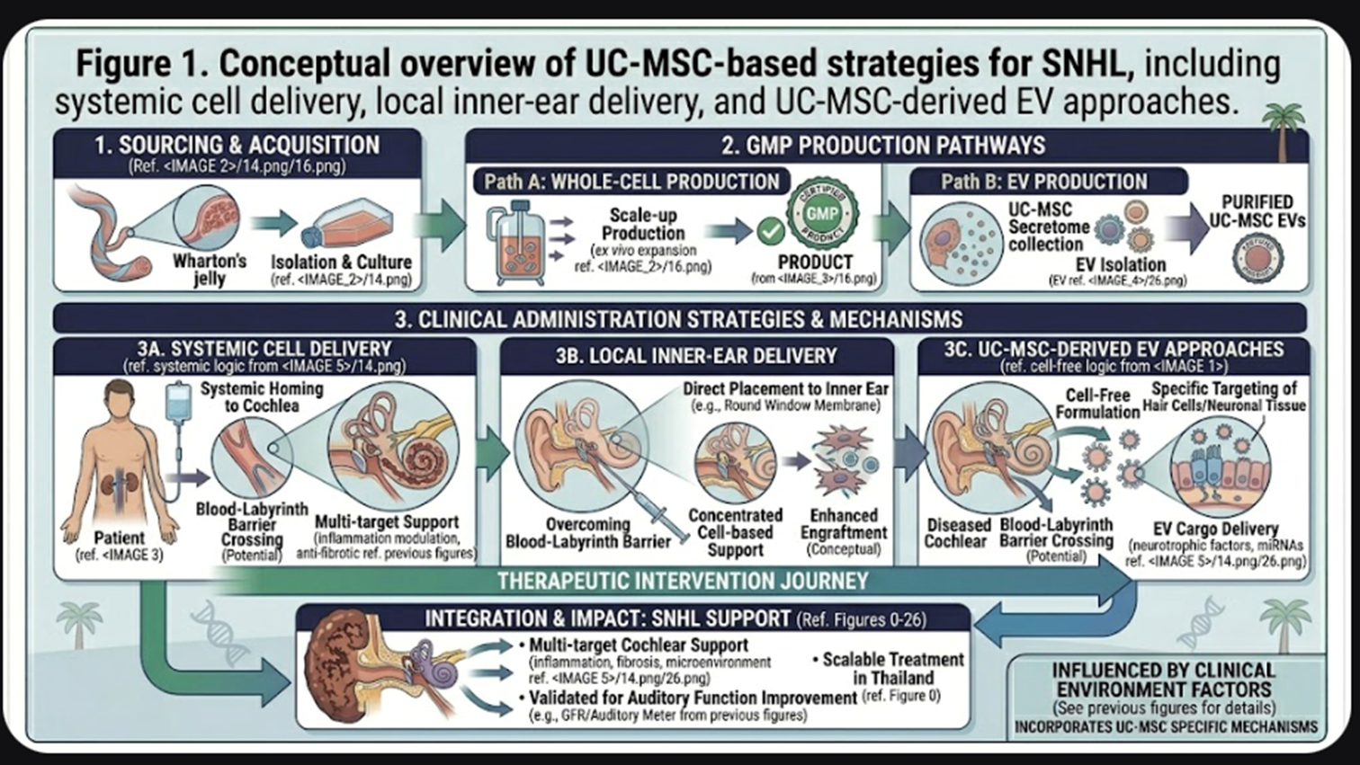 Figure 1. Conceptual overview of UC-MSC-based strategies for SNHL, including systemic cell delivery, local inner-ear delivery, and UC-MSC-derived EV approaches.