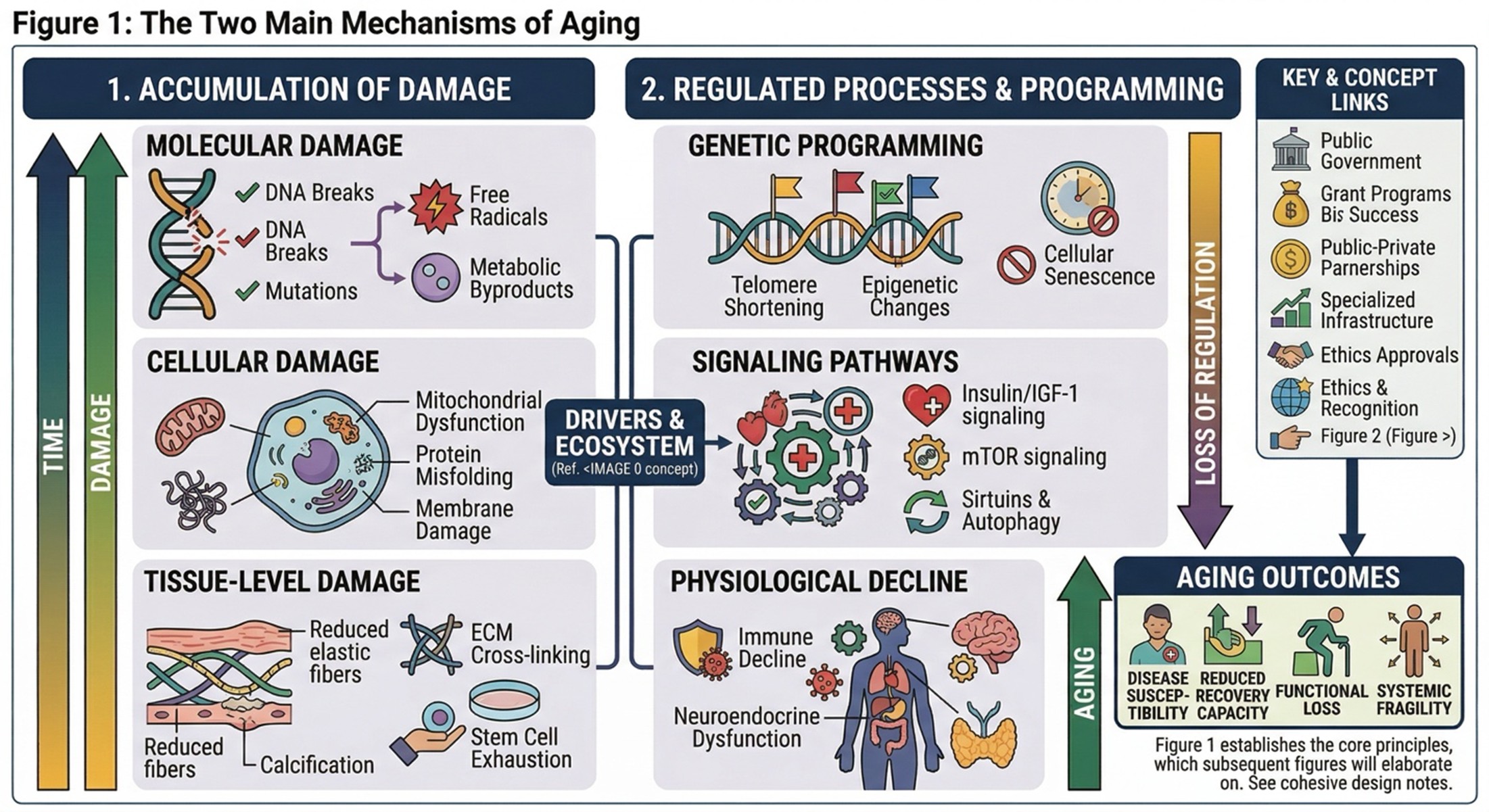 Figure 1: The Two Main Mechanisms of Aging