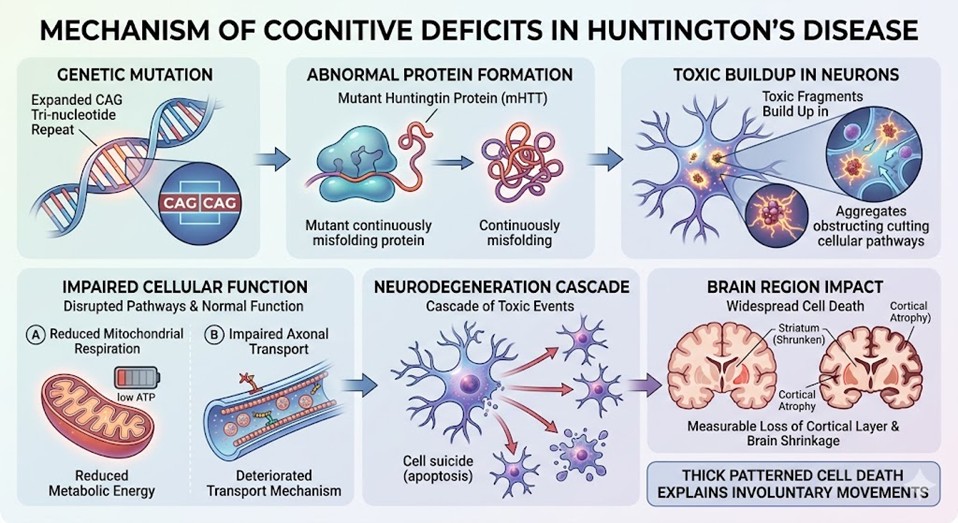 Figure 1: Mechanism of Cognitive Deficits in Huntington’s Disease