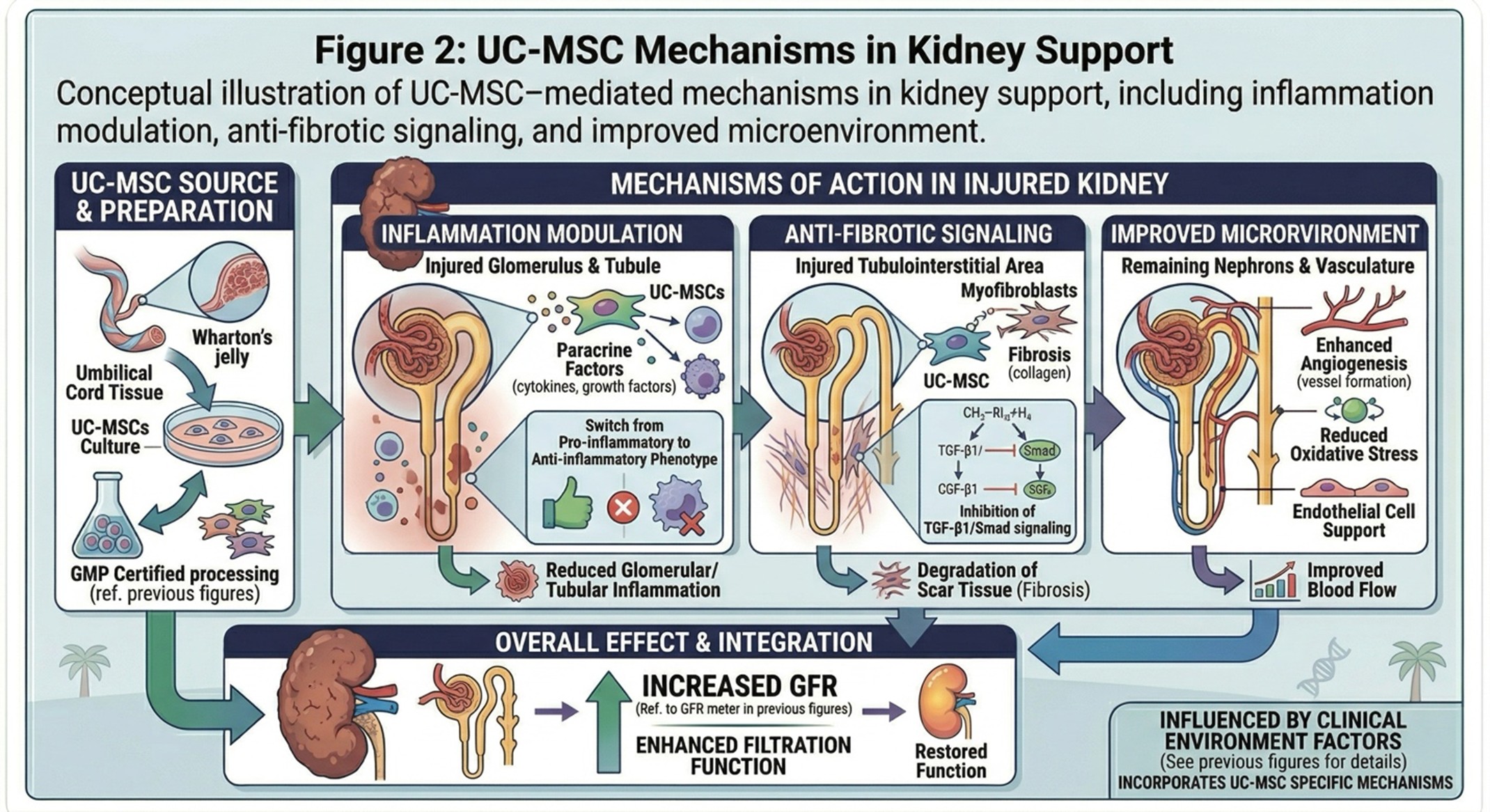 Figure 2: UC-MSC Mechanisms in Kidney SupportConceptual illustration of UC-MSC–mediated mechanisms in kidney support, including inflammation modulation, anti-fibrotic signaling, and improved microenvironment.