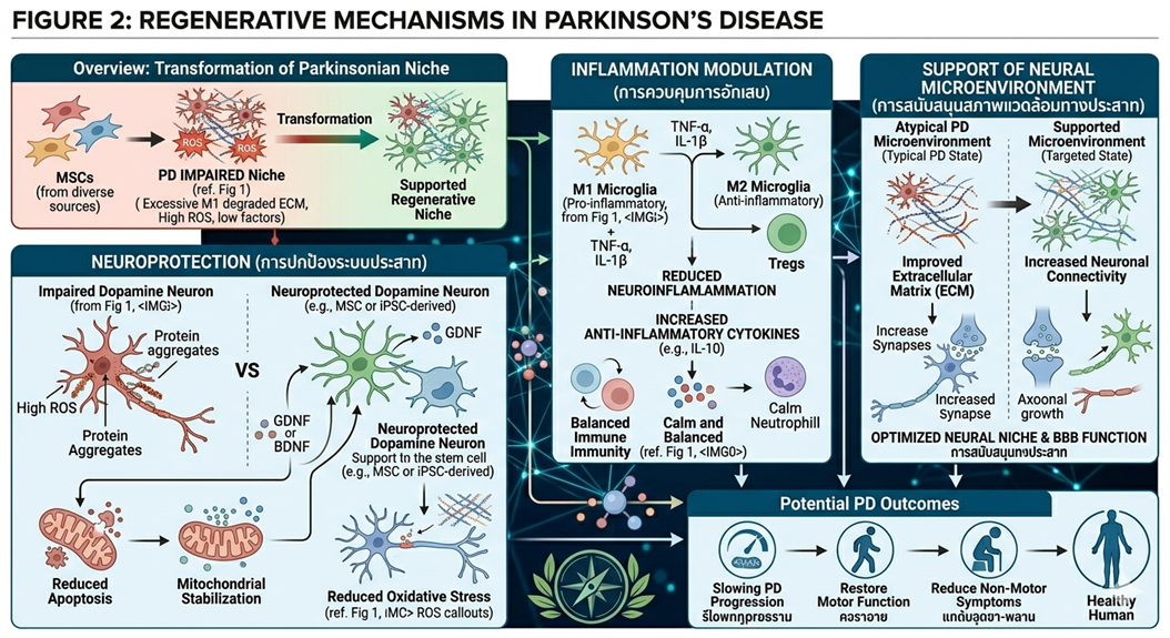 Figure 2: Regenerative Mechanisms in Parkinson’s DiseaseConceptual illustration of stem cell–mediated mechanisms in Parkinson’s disease, including neuroprotection, inflammation modulation, and support of neural microenvironment.