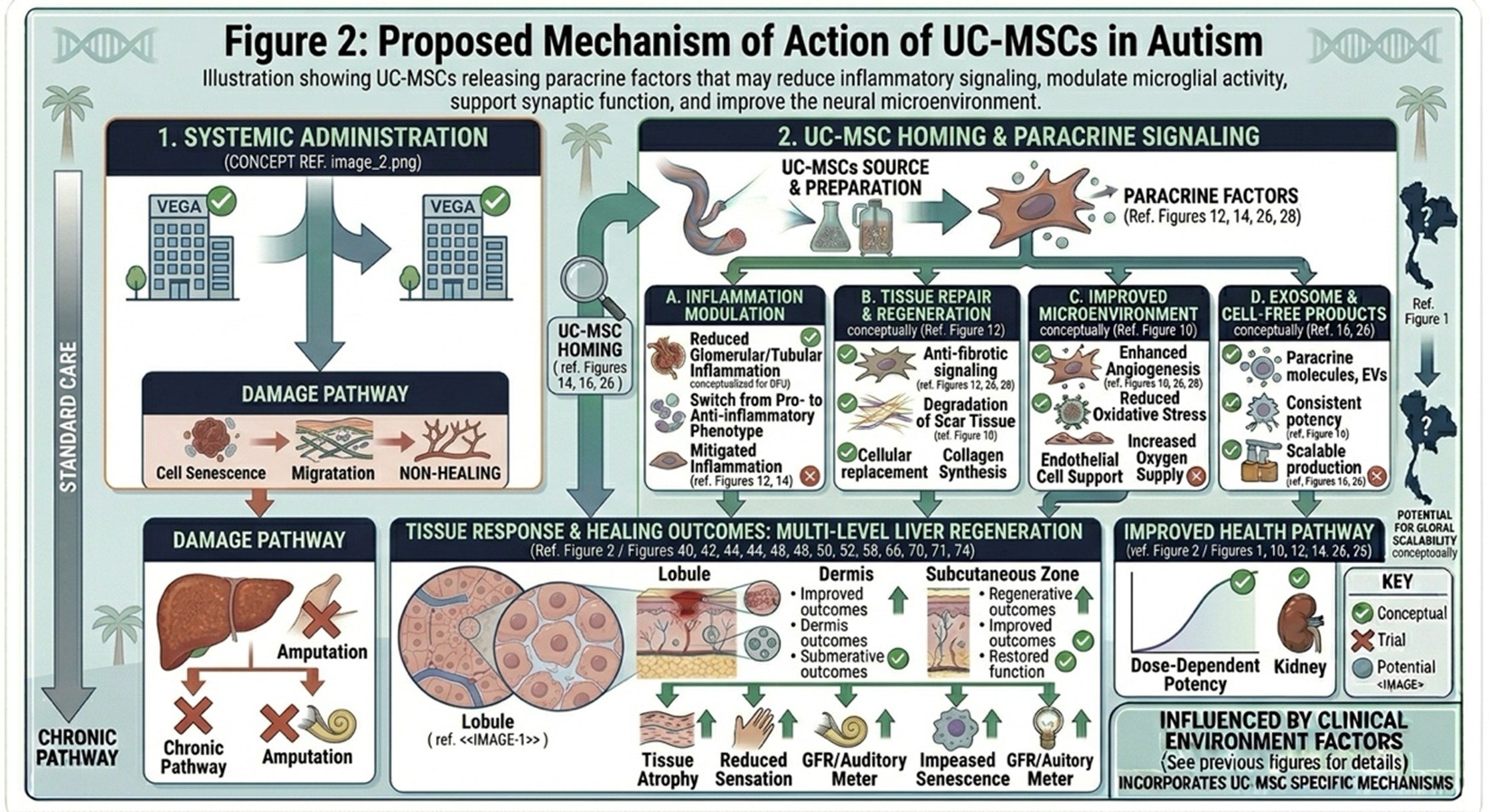 Figure 2: Proposed Mechanism of Action of UC-MSCs in AutismIllustration showing UC-MSCs releasing paracrine factors that may reduce inflammatory signaling, modulate microglial activity, support synaptic function, and improve the neural microenvironment.
