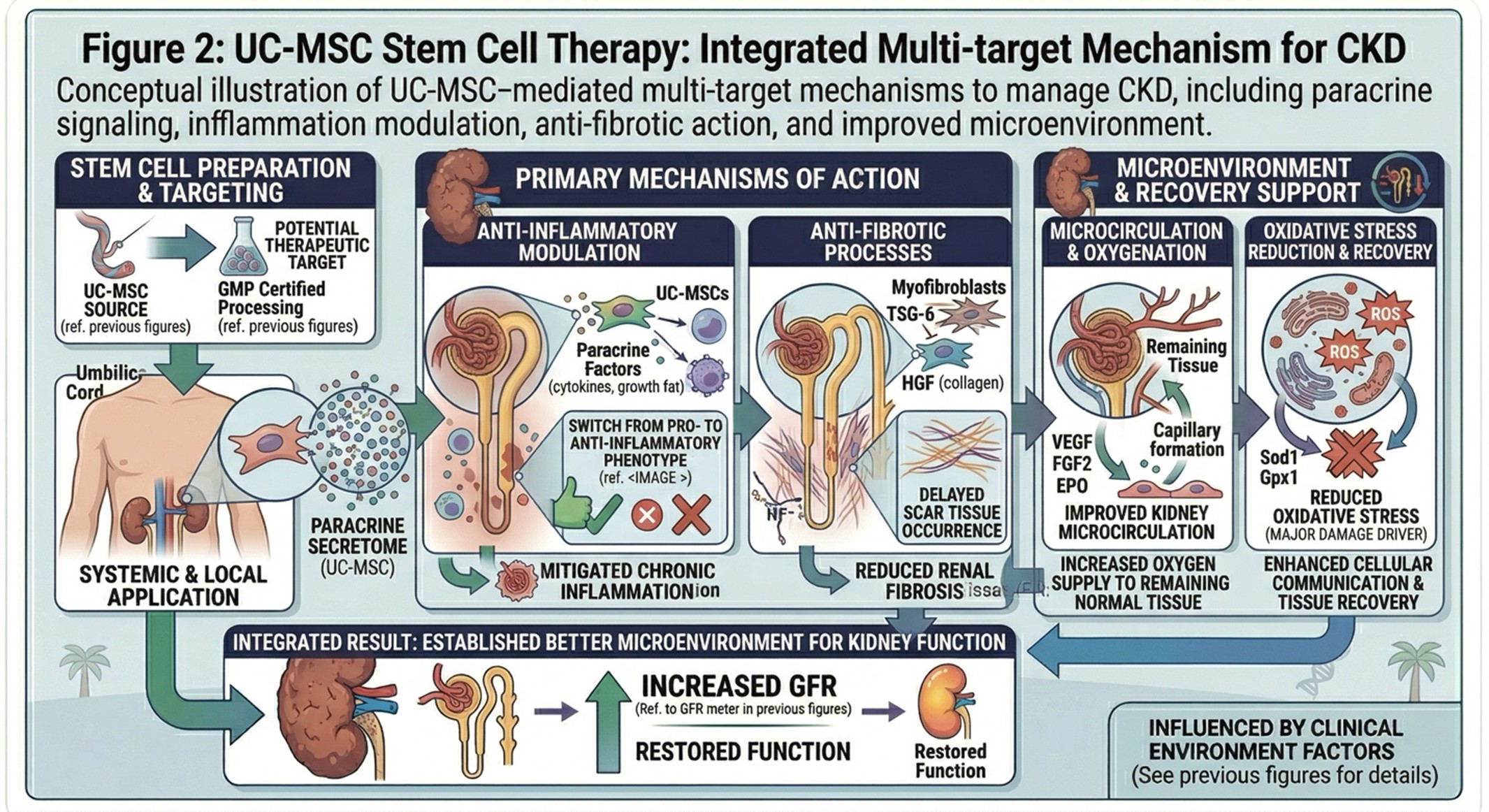 Figure 1: How UC-MSC Stem Cell Therapy May HelpUC-MSC stem cell therapy manages this issue differently, it concentrates on enabling the kidney’s interior environment. Instead of replacing kidney cells directly, these stem cells are thought to communicate via paracrine signaling, where they release bioactive molecules that affect tissues in their intermediary milieu.