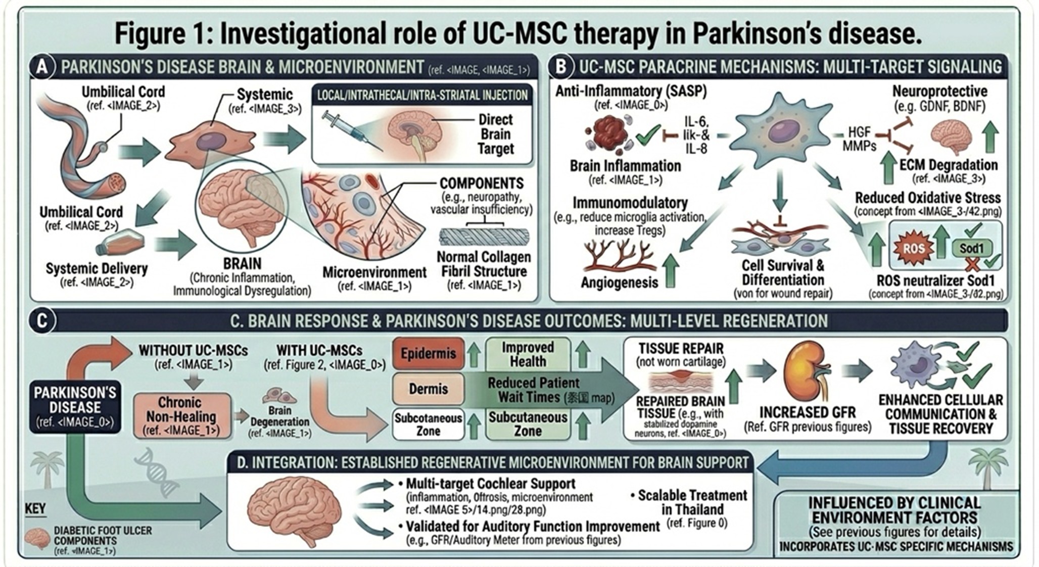 Figure 1: Investigational role of UC-MSC therapy in Parkinson’s disease. Standard Parkinson’s care remains the foundation, including medication adjustment, rehabilitation, and neurological follow-up. UC-MSC-based therapy is being explored as a supportive regenerative approach that may provide anti-inflammatory, immunomodulatory, and neuroprotective effects.