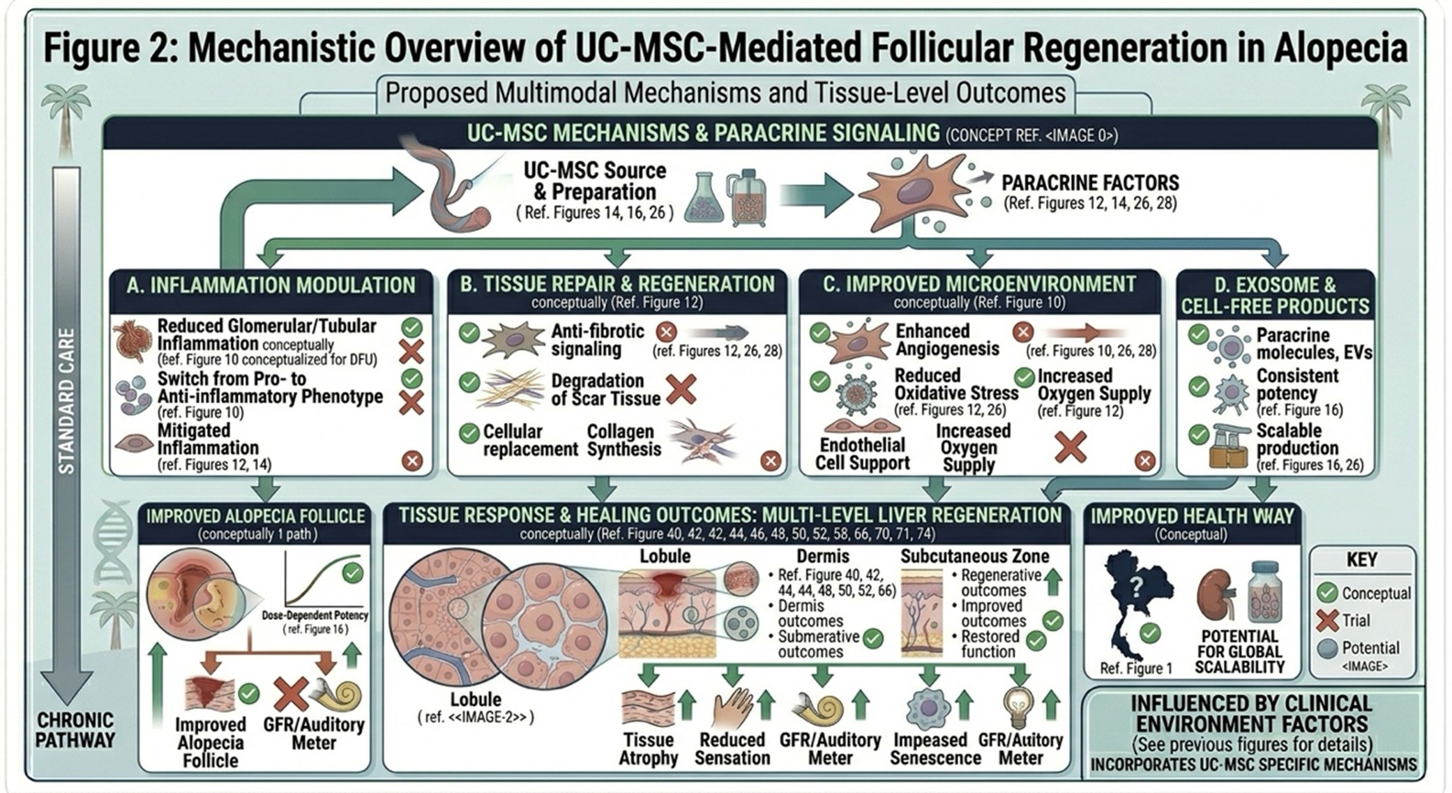 Figure 2: Mechanistic Overview of UC-MSC-Mediated Follicular Regeneration in Alopecia