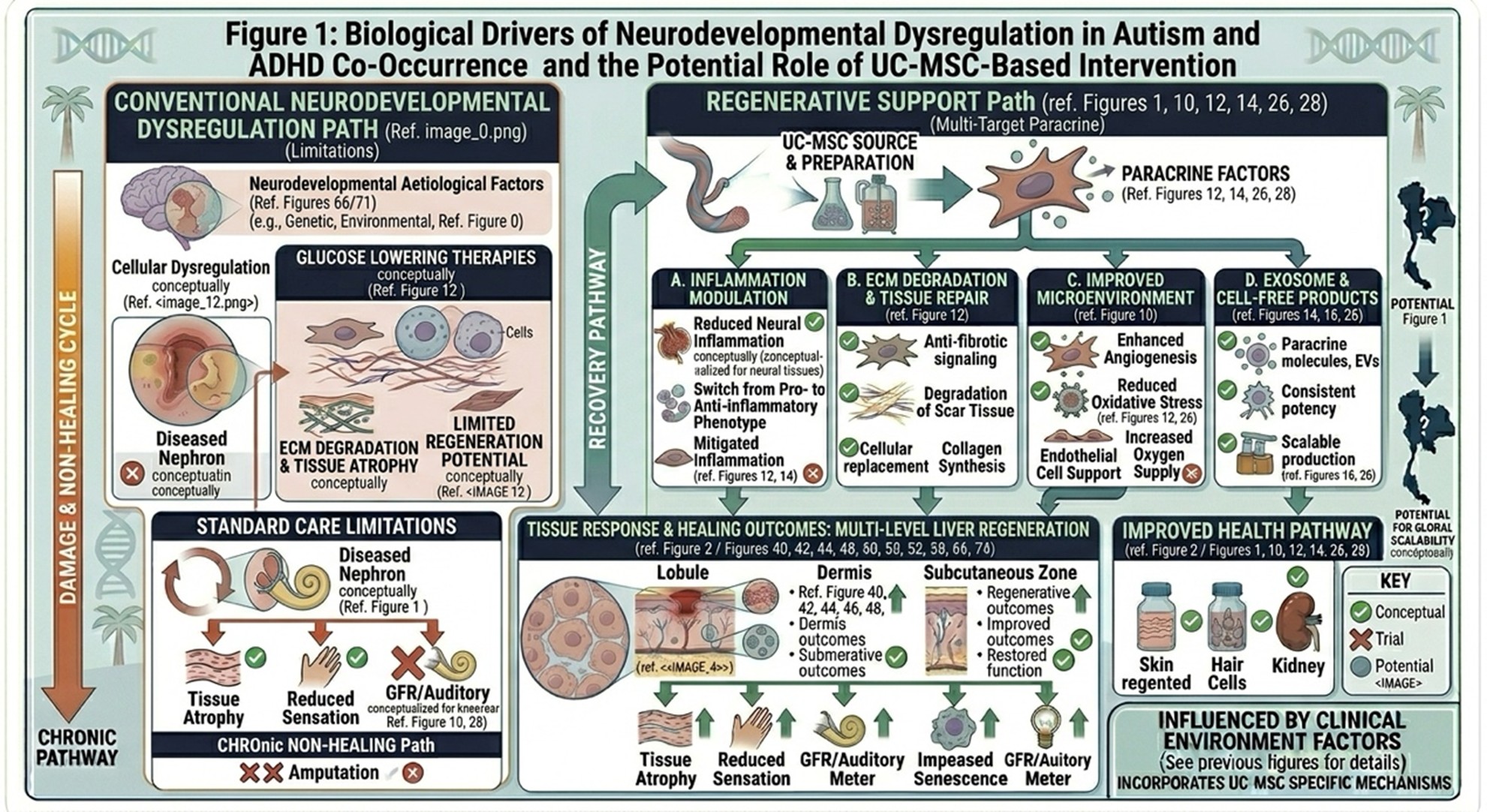 Figure 1: Biological Drivers of Neurodevelopmental Dysregulation in Autism and ADHD Co-Occurrence and the Potential Role of UC-MSC-Based Intervention