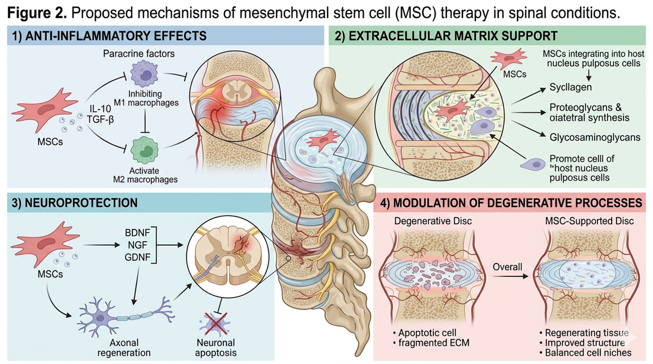Figure 2: Proposed mechanisms of mesenchymal stem cell (MSC) therapy in spinal conditions, including anti-inflammatory effects, extracellular matrix support, neuroprotection, and modulation of degenerative processes.