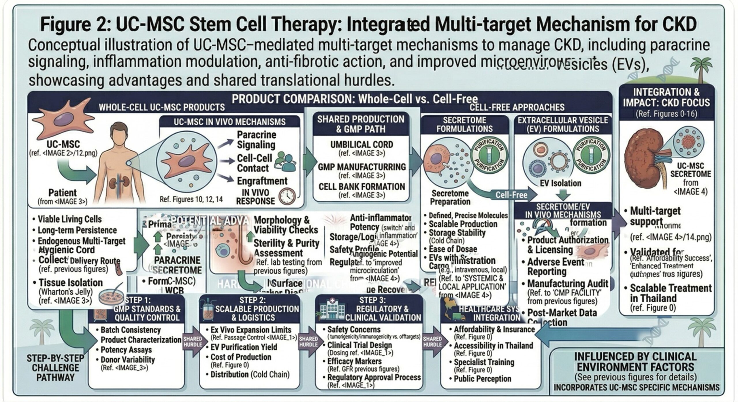 Figure 3. Comparison of whole-cell UC-MSC products and parallel cell-free approaches, including secretome and extracellular vesicle formulations, highlighting potential advantages and shared translational challenges.