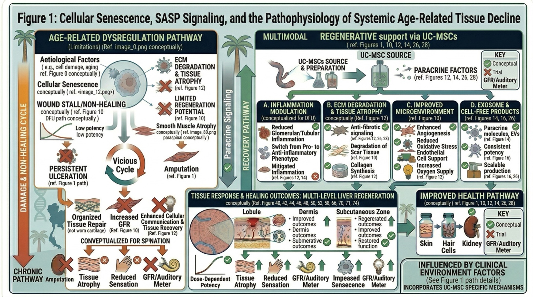 Figure 1: Cellular Senescence, SASP Signaling, and the Pathophysiology of Systemic Age-Related Tissue Decline