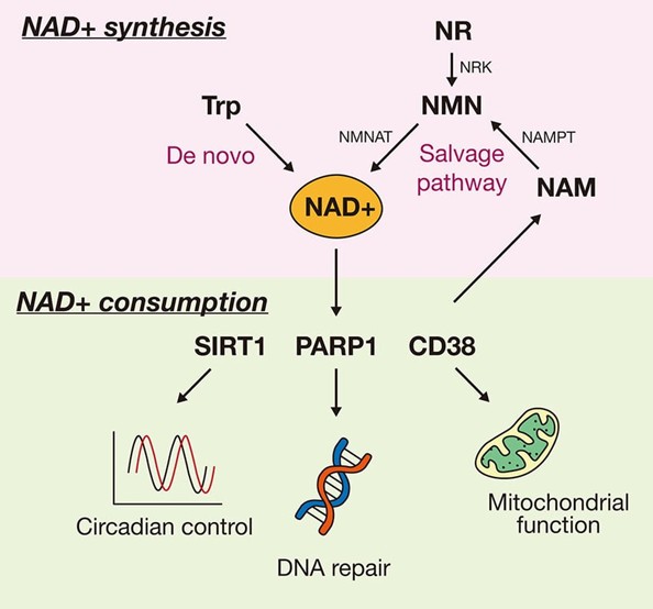 Figure 1: NAD+ and Cellular Function
