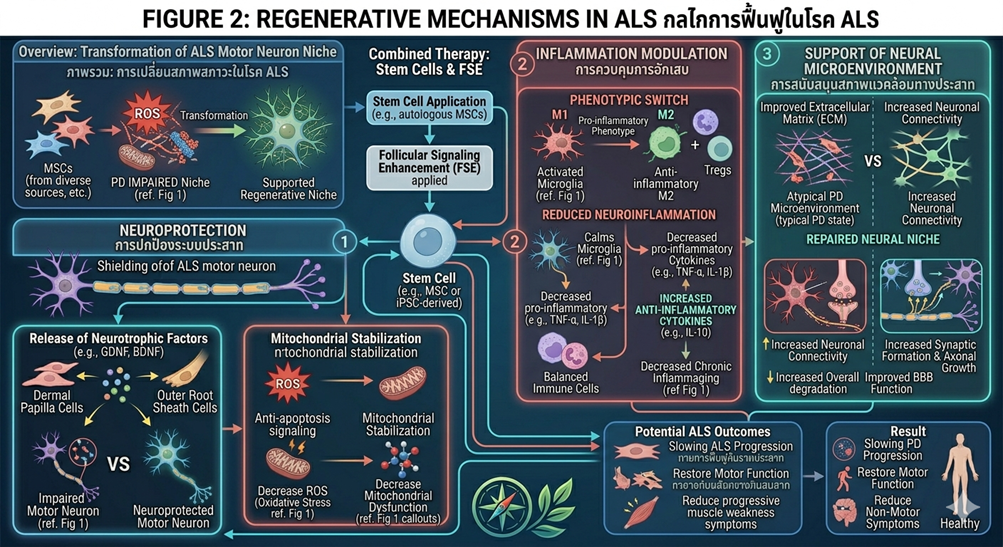 Figure 2: Regenerative Mechanisms in ALSConceptual illustration of stem cell–mediated mechanisms in ALS, including neuroprotection, inflammation modulation, and support of neural microenvironment.