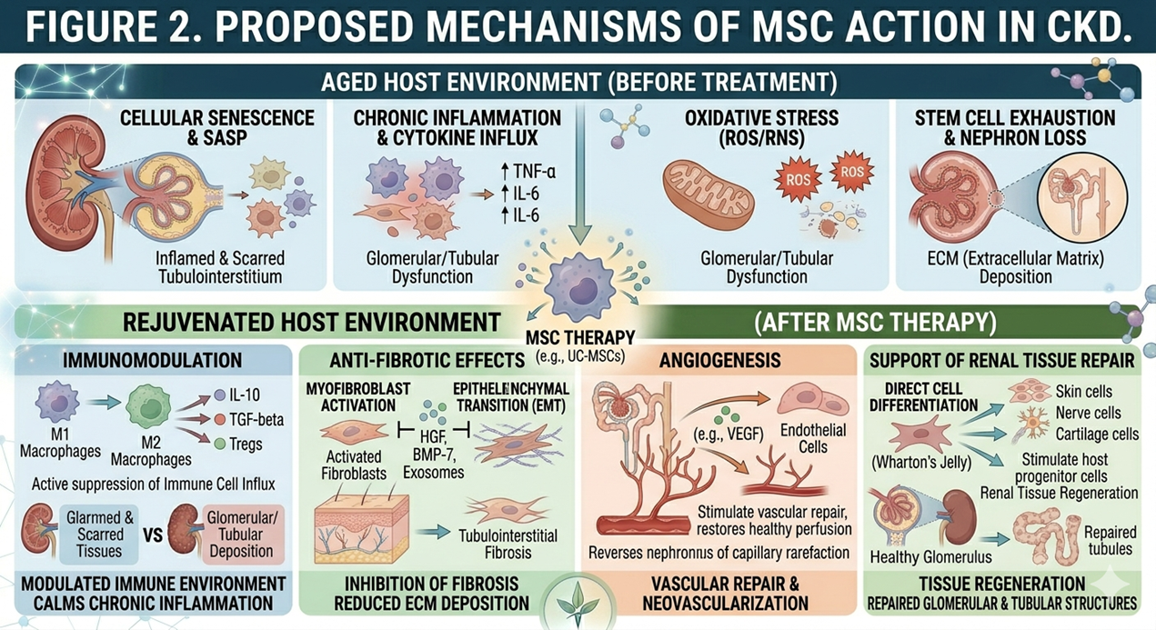 Figure 2: Proposed mechanisms of mesenchymal stem cell (MSC) therapy in CKD, including immunomodulation, anti-fibrotic effects, angiogenesis, and support of renal tissue repair.