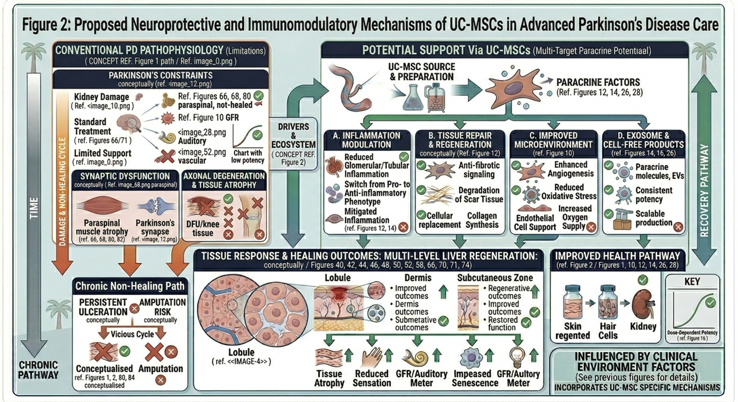 Figure 2: Proposed Neuroprotective and Immunomodulatory Mechanisms of UC-MSCs in Advanced Parkinson’s Disease Care
