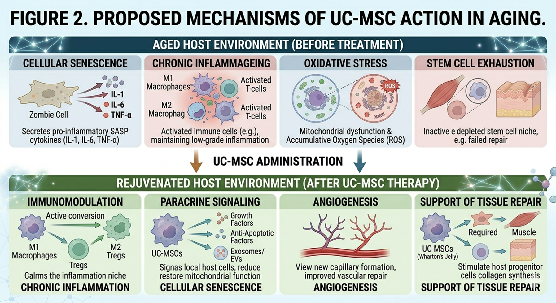 Figure 2: Proposed mechanisms of mesenchymal stem cell (MSC) therapy in aging, including immunomodulation, paracrine signaling, angiogenesis, and support of tissue repair.