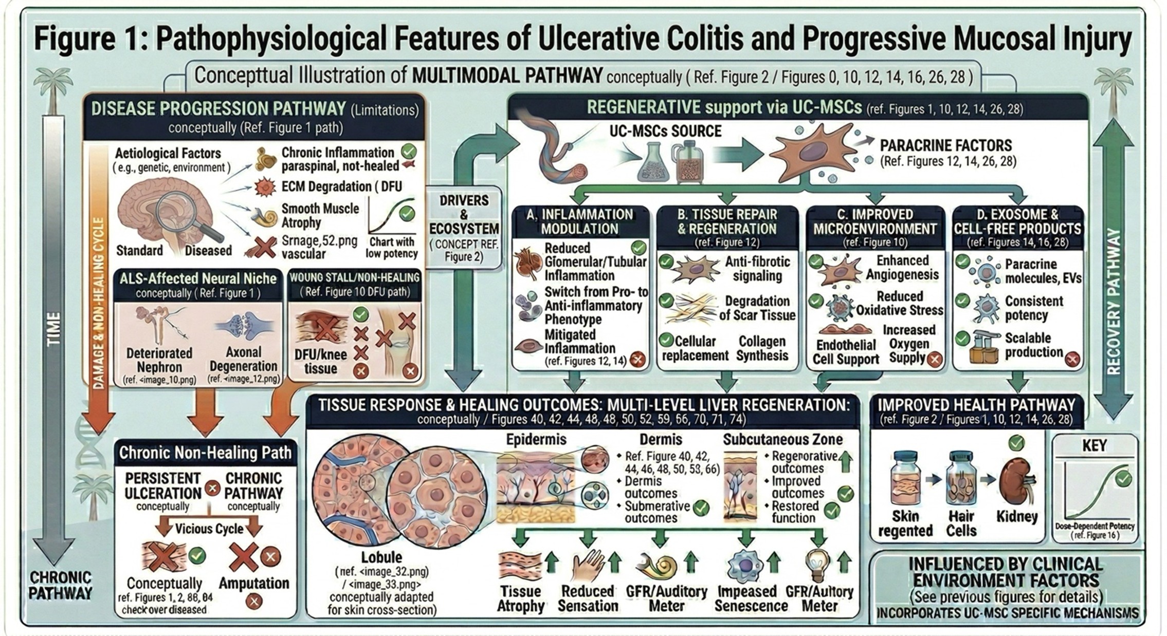 Figure 1: Pathophysiological Features of Ulcerative Colitis and Progressive Mucosal Injury