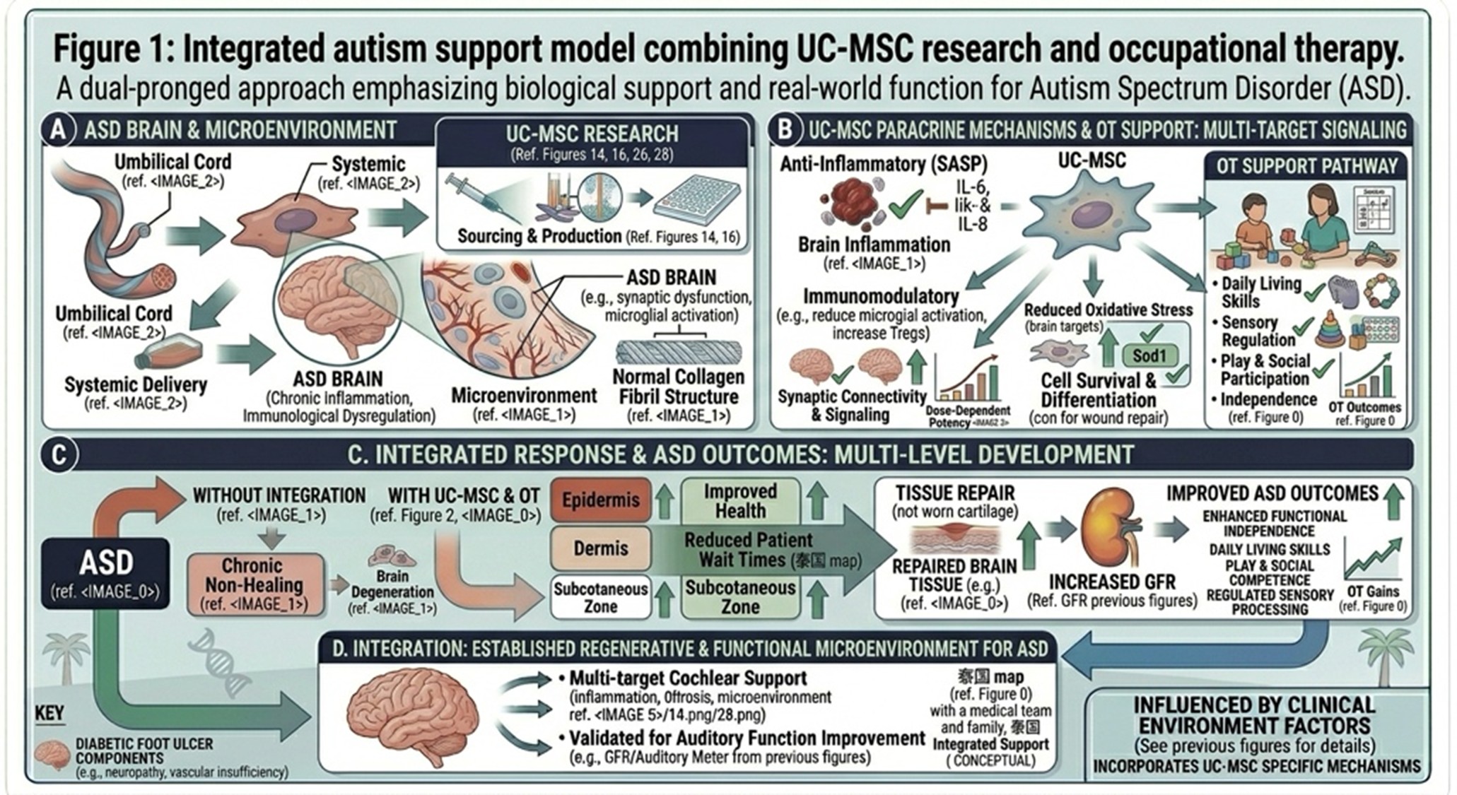 Figure 1: Integrated autism support model combining UC-MSC research and occupational therapy. UC-MSC-based care is being studied because of its immunomodulatory and signaling potential, while occupational therapy supports practical gains in daily living, sensory regulation, play, participation, and independence. Together, this model emphasizes both biological support and real-world function.