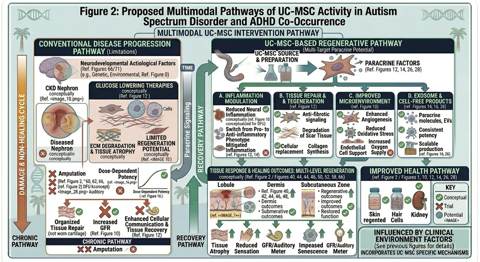 Figure 2: Proposed Multimodal Pathways of UC-MSC Activity in Autism Spectrum Disorder and ADHD Co-Occurrence