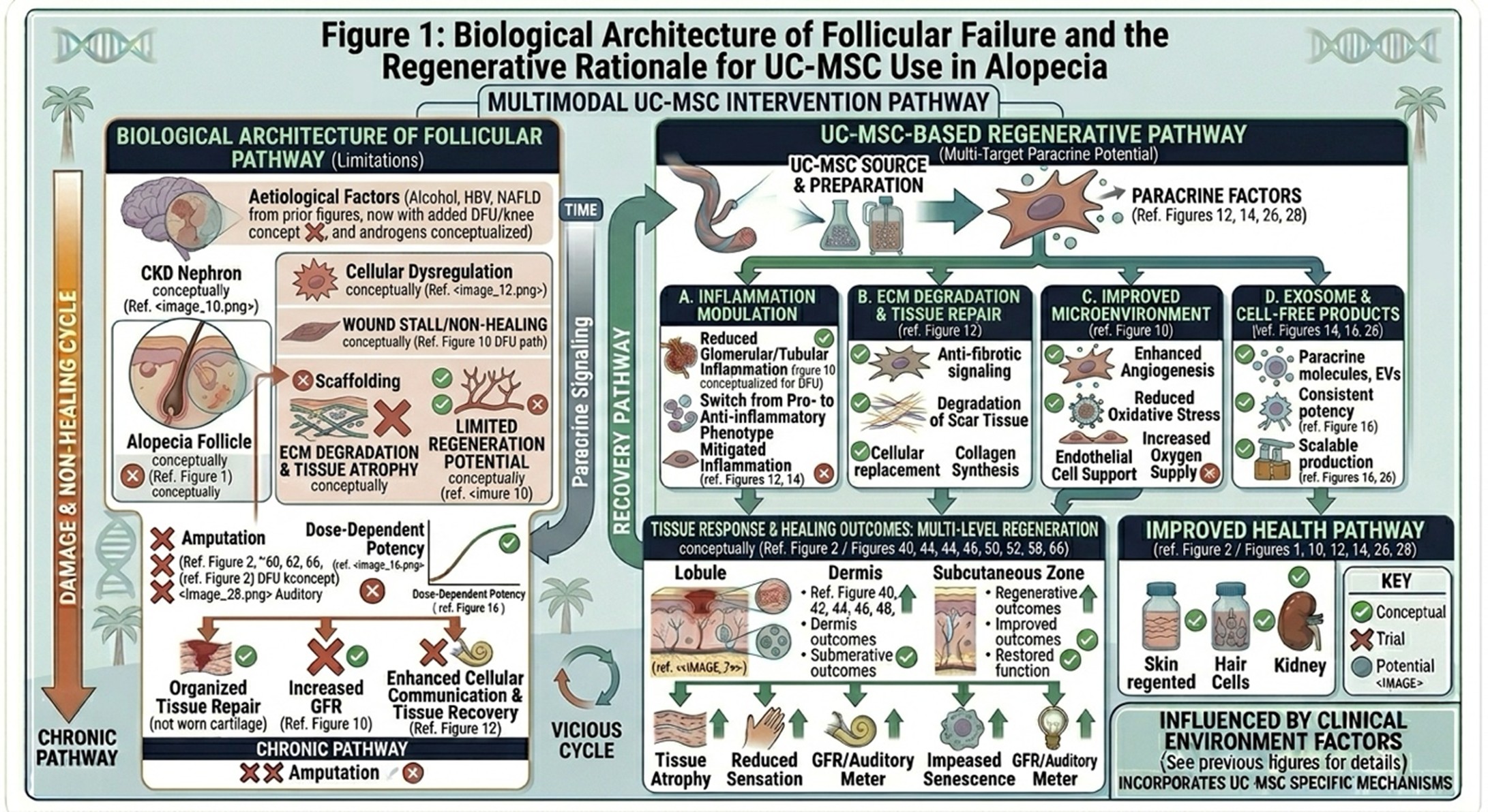 Figure 1: Biological Architecture of Follicular Failure and the Regenerative Rationale for UC-MSC Use in Alopecia