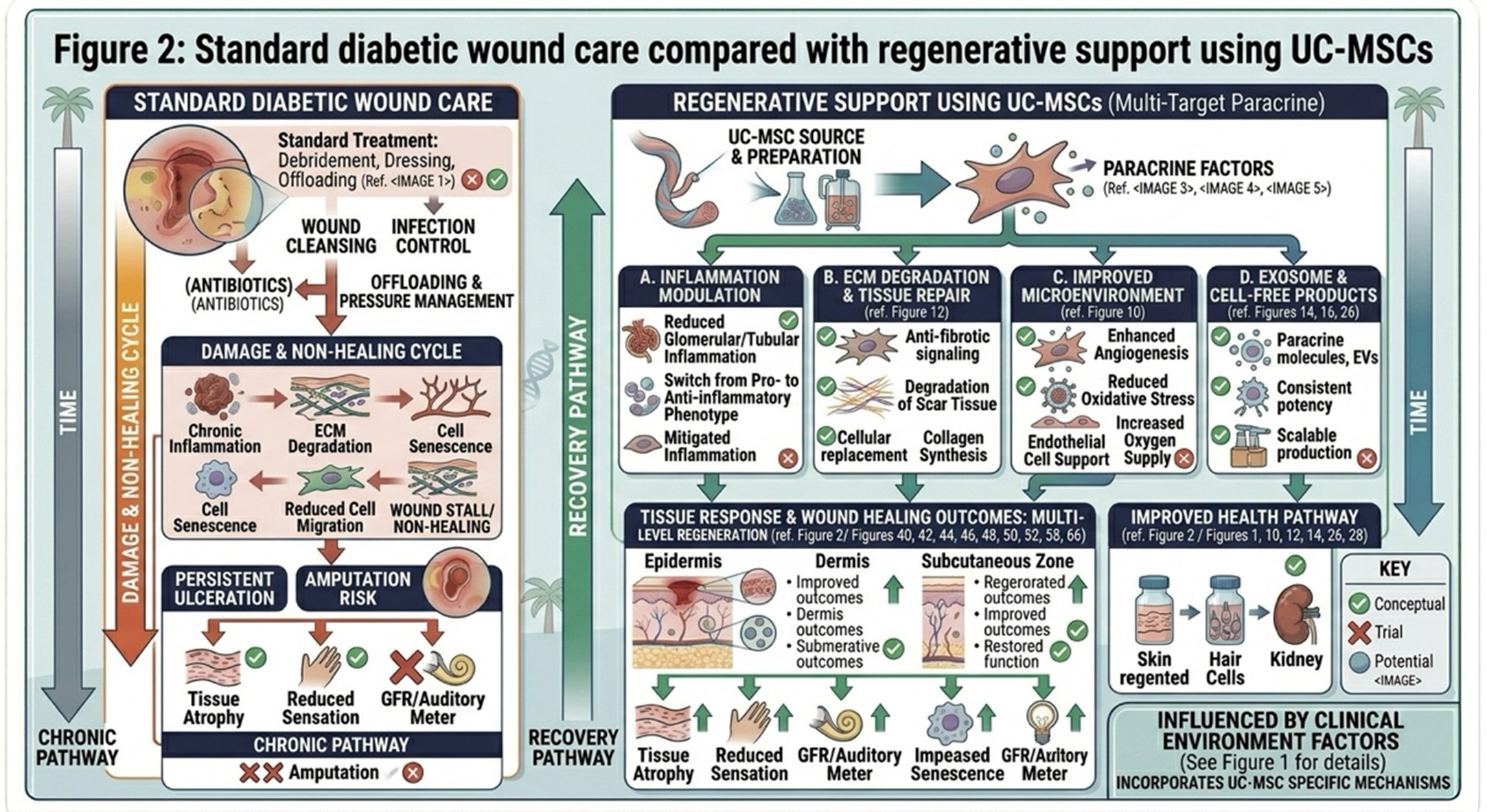 Figure 2: Standard diabetic wound care compared with regenerative support using UC-MSCs