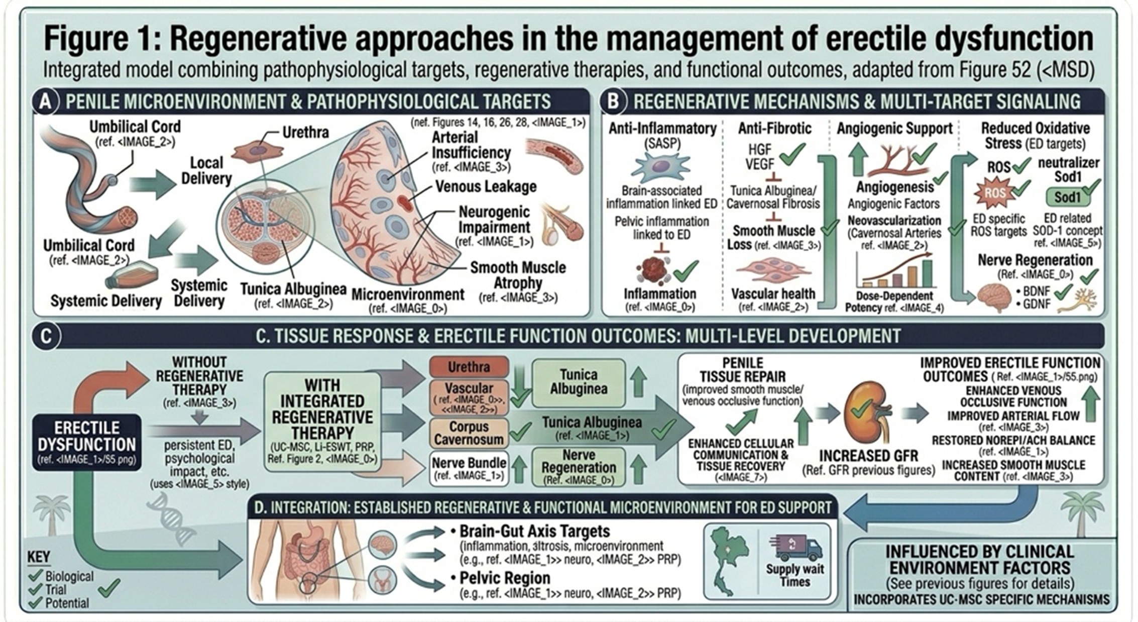 Figure 1: Regenerative approaches in the management of erectile dysfunction