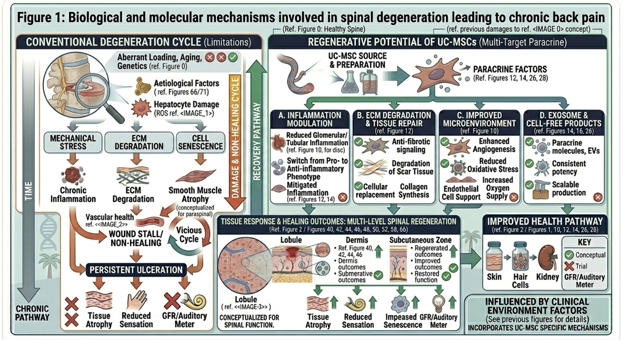 Figure 1: Biological and molecular mechanisms involved in spinal degeneration leading to chronic back pain