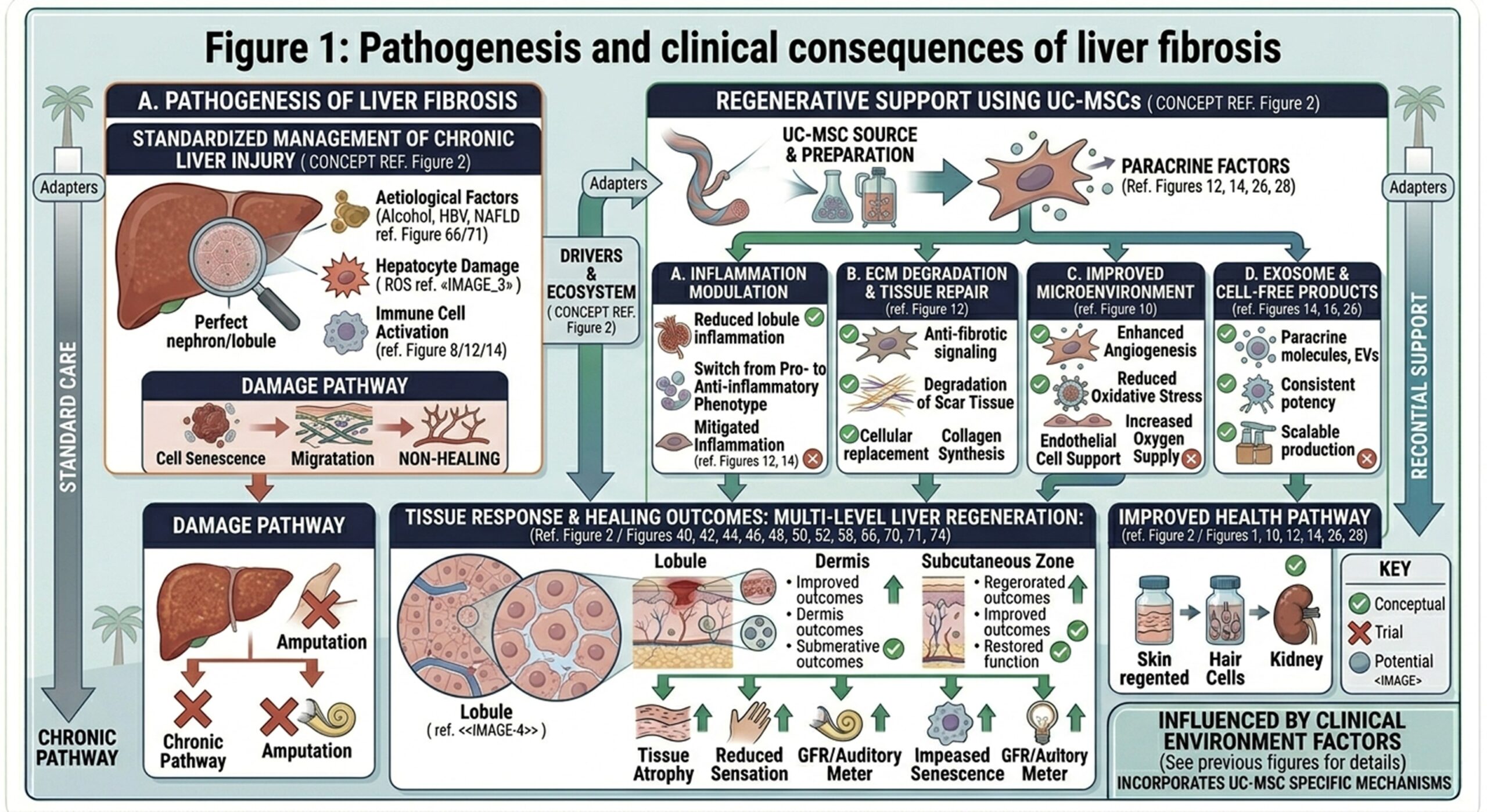Figure 1: Pathogenesis and clinical consequences of liver fibrosis
